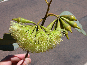 Eucalytpus pimpiniana